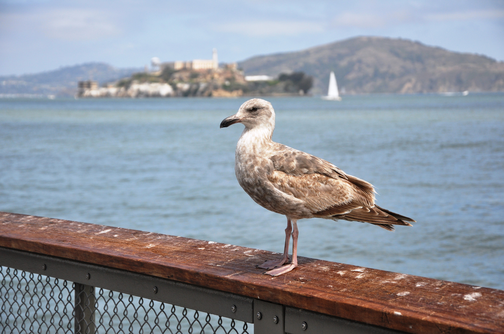 Aus Alcatraz entflogen