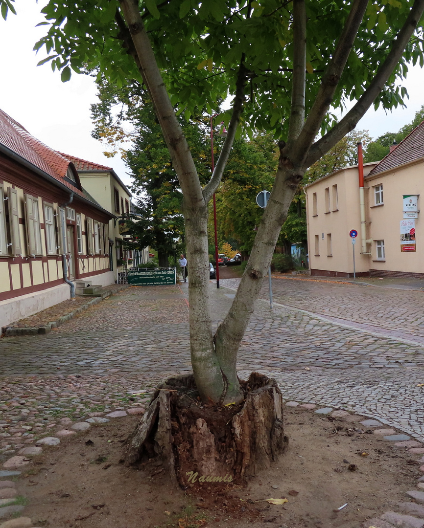 aus Altem erwächst Neues