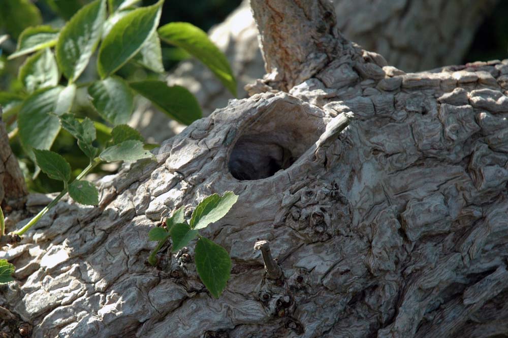 Aus altem Holz wächst neues Grün