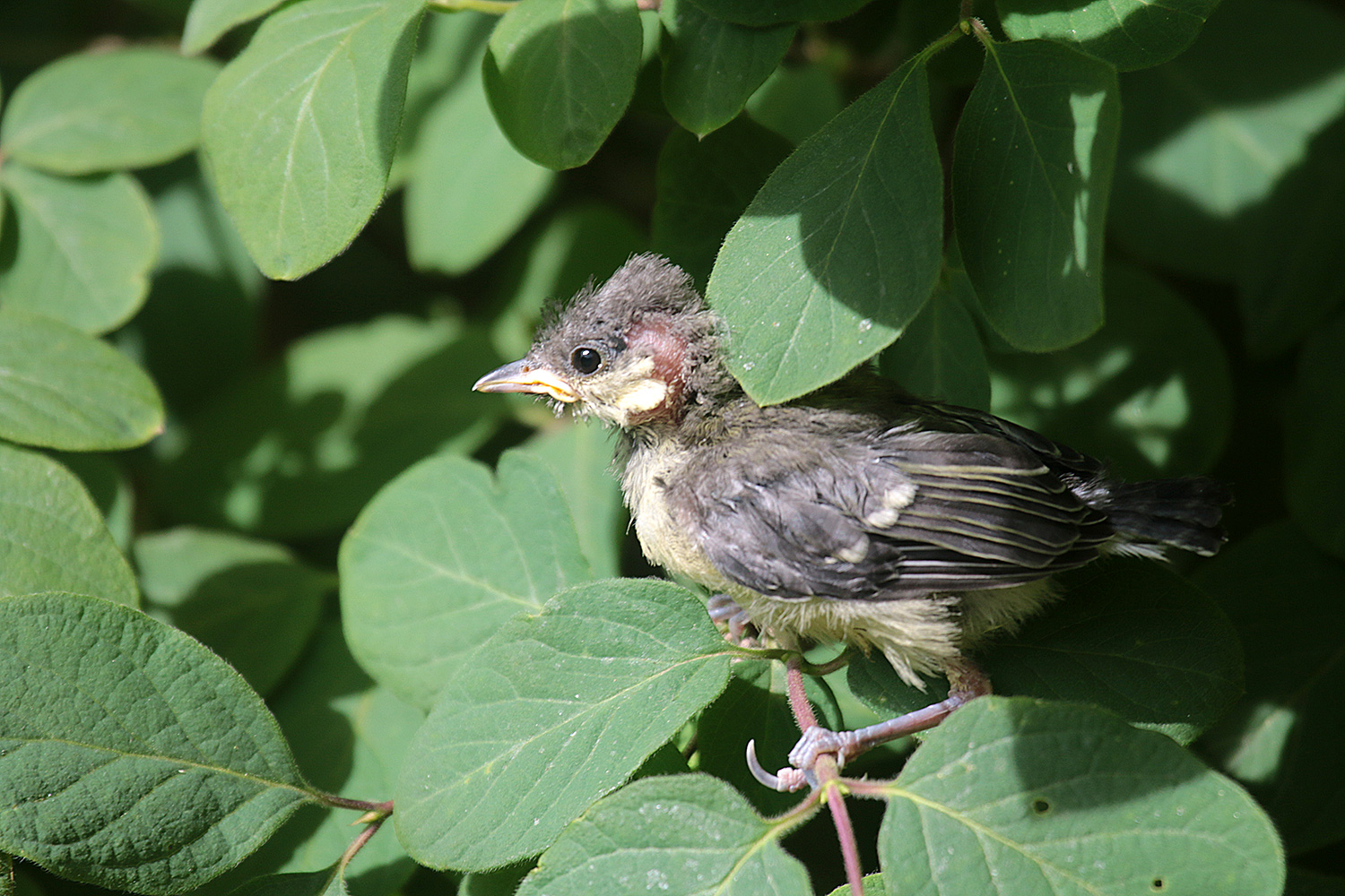 Aus Amsel-Küken wird Meisen-Küken