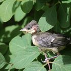 Aus Amsel-Küken wird Meisen-Küken