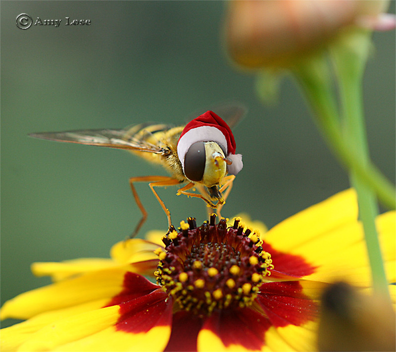 aus Amy's Garten komm ich her,....