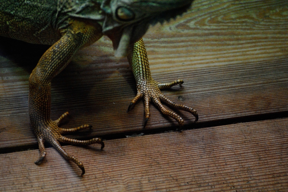 aus Biosphäre Potsdam Reptilien 3 Die Füße