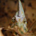 aus Biosphäre Potsdam Reptilien