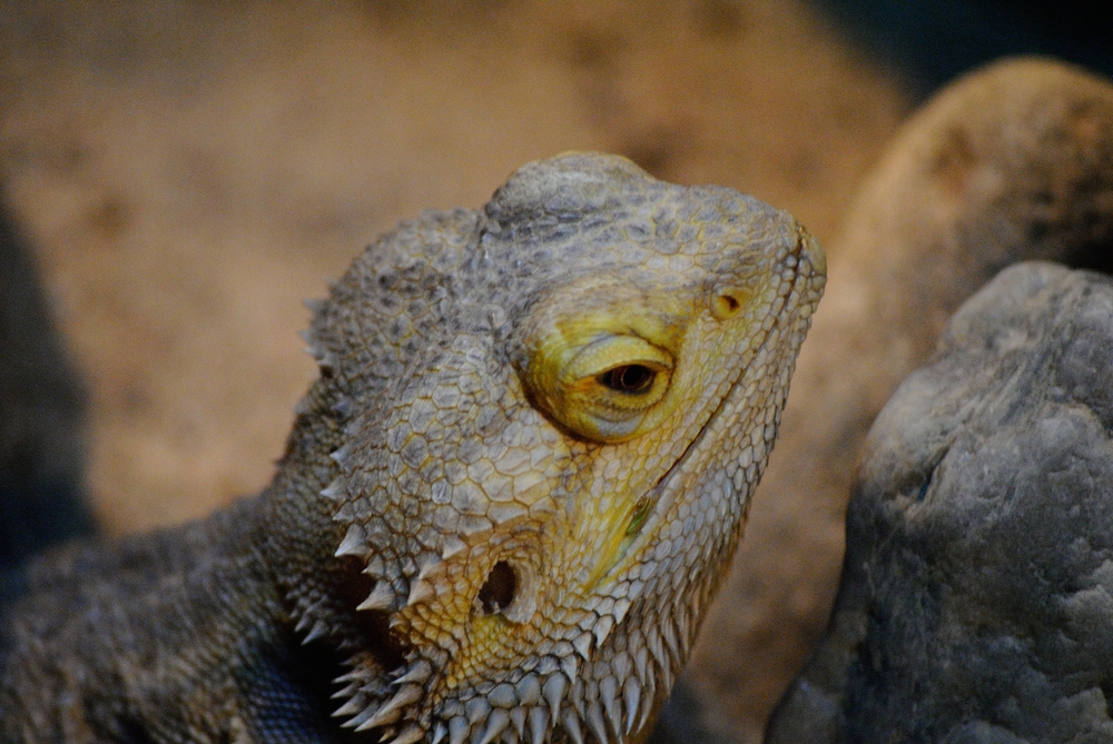 aus Biosphäre Potsdam Reptilien Der Kopf