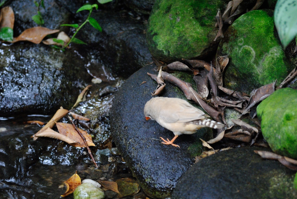 aus Biosphäre Potsdam Vogel am wasser