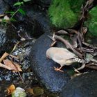 aus Biosphäre Potsdam Vogel am wasser