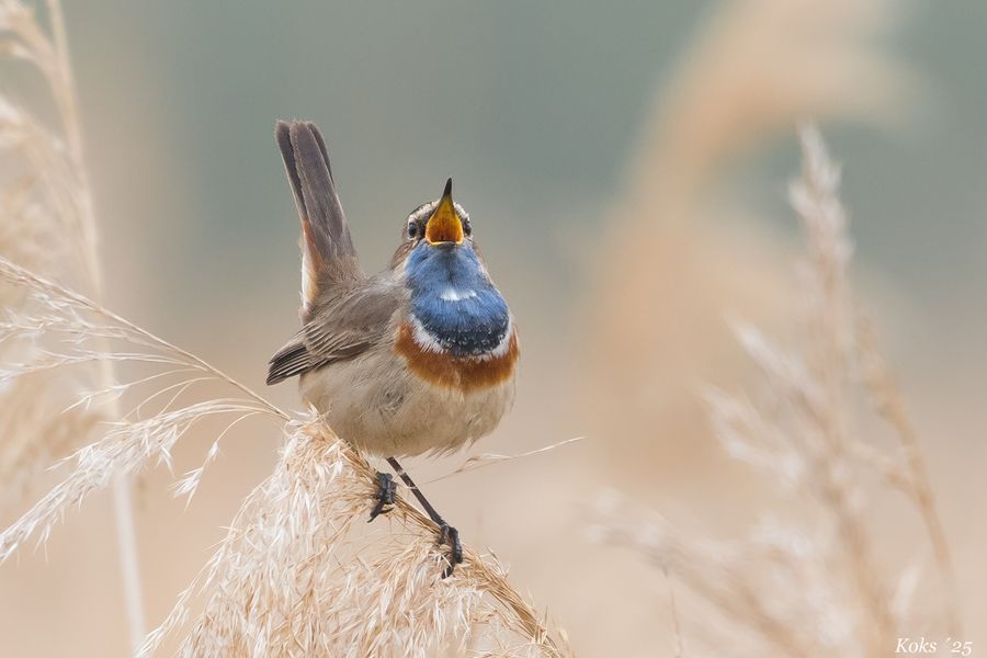Aus Blauer Kehle