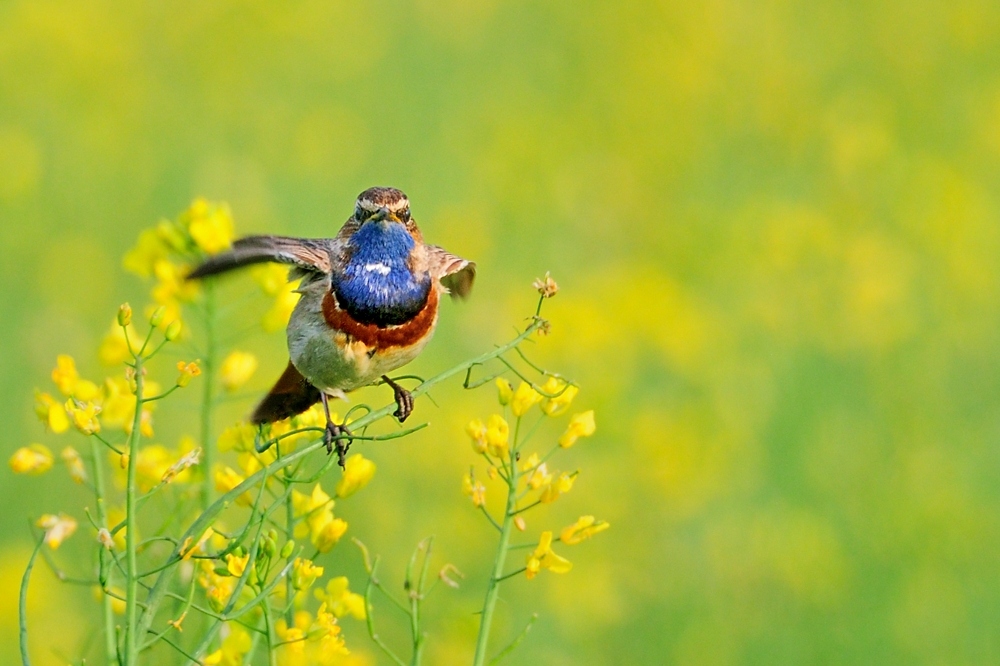 Aus blauer Kehle - Blaukehlchen auf Raps