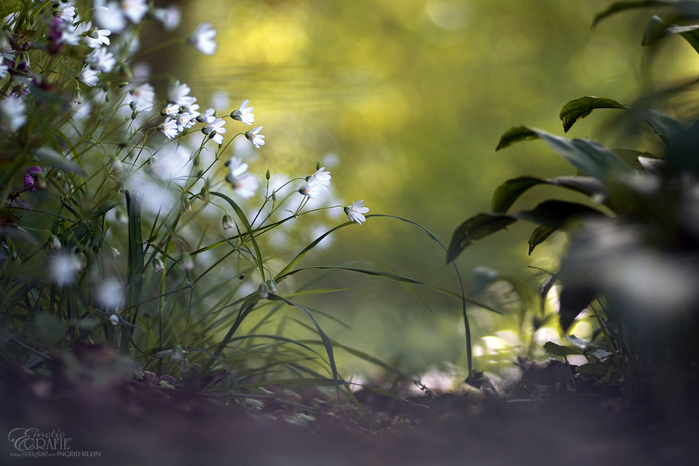 Aus Blüten