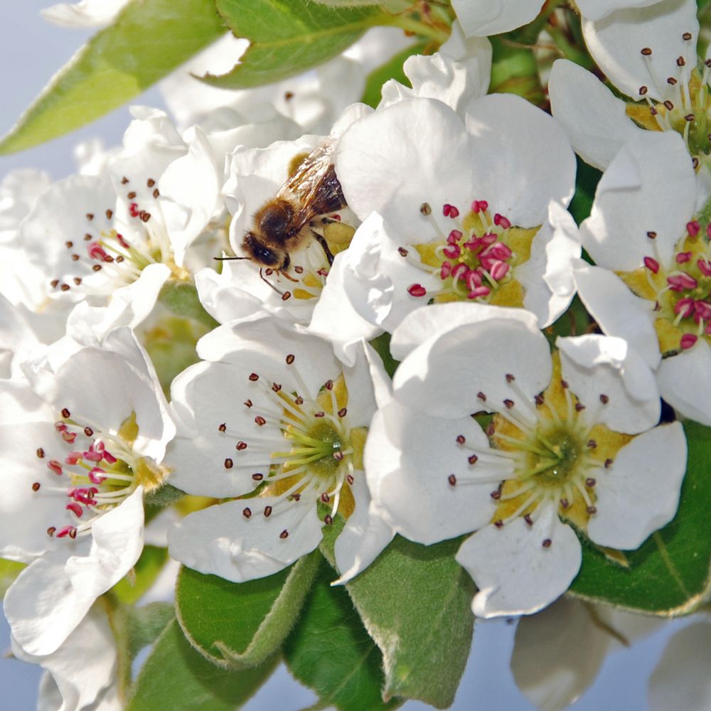 aus Blüten sollen Äpfel werden