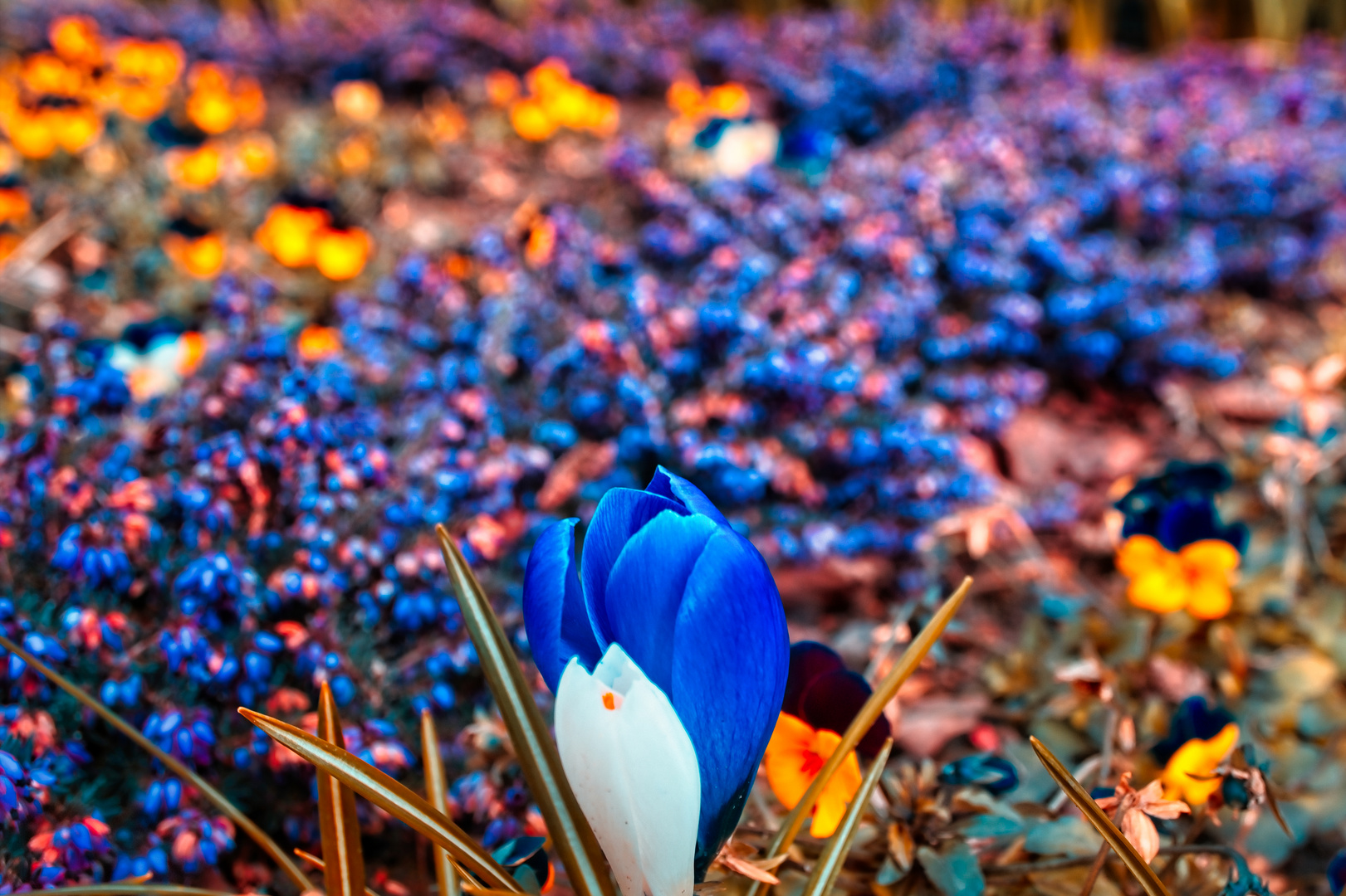 Aus Blüten war ein Teppich