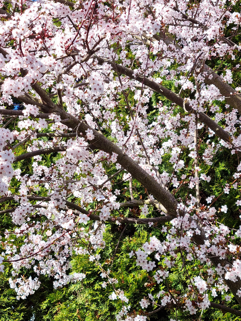 Aus Blüten werden Früchte