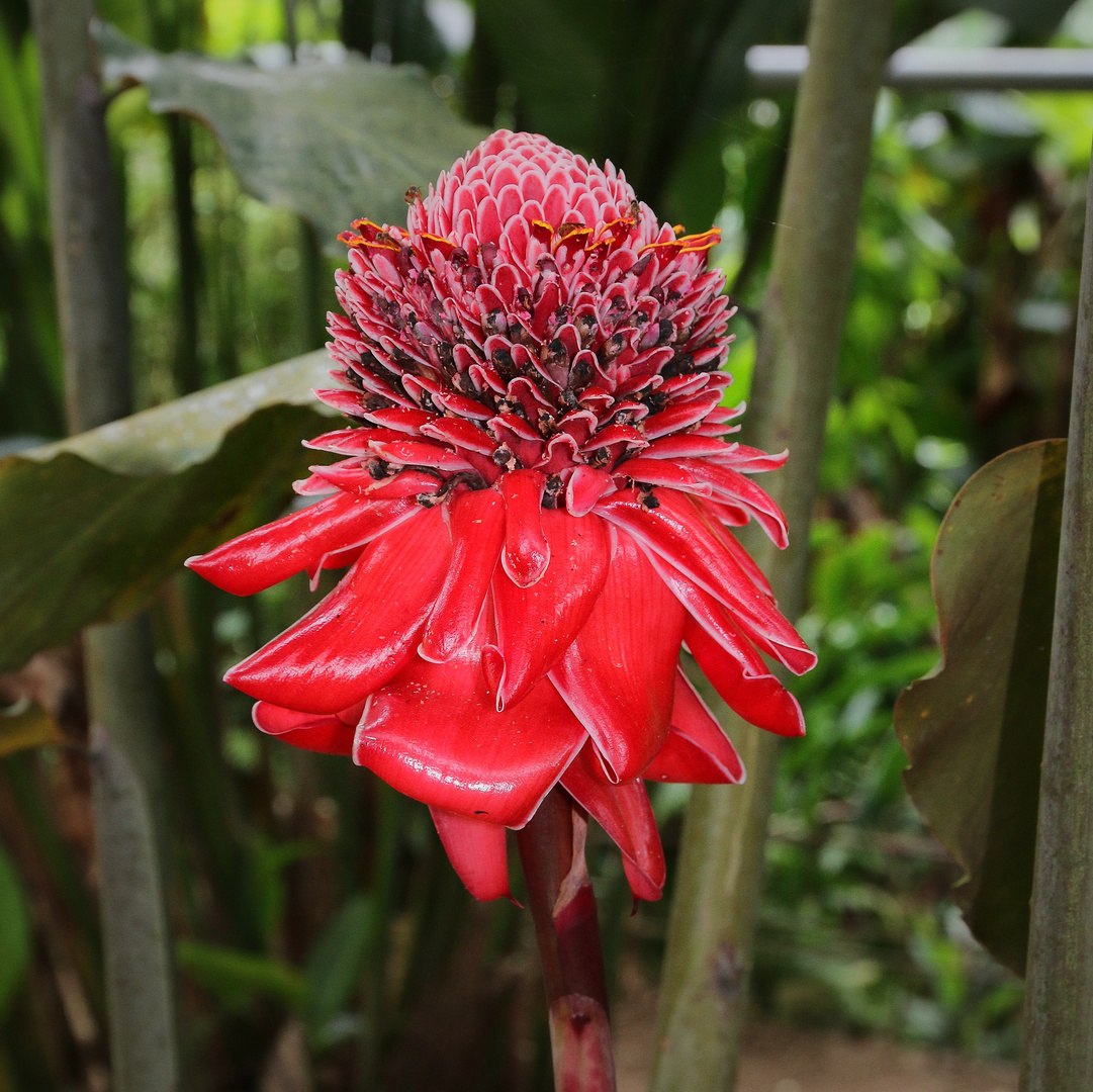 Aus Costa Ricas Pflanzenwelt der ....