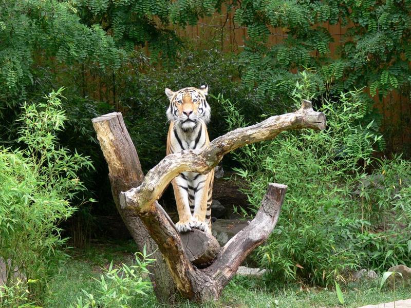 Aus dem Allwetterzoo Münster (Bild 1)