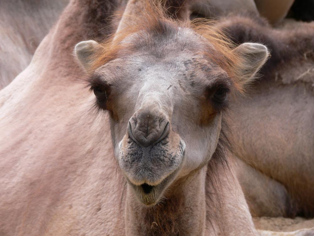 Aus dem Allwetterzoo Münster (Bild 2)