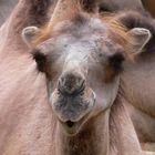 Aus dem Allwetterzoo Münster (Bild 2)