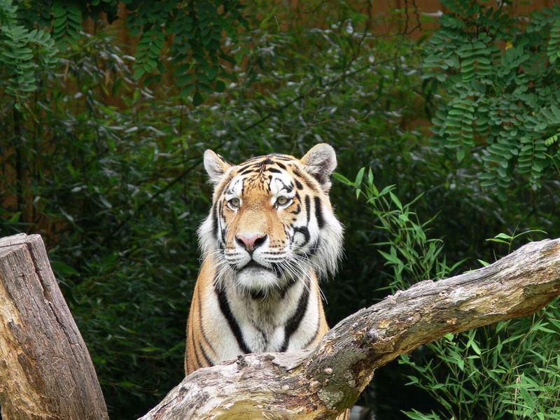 Aus dem Allwetterzoo Münster (Bild 3)