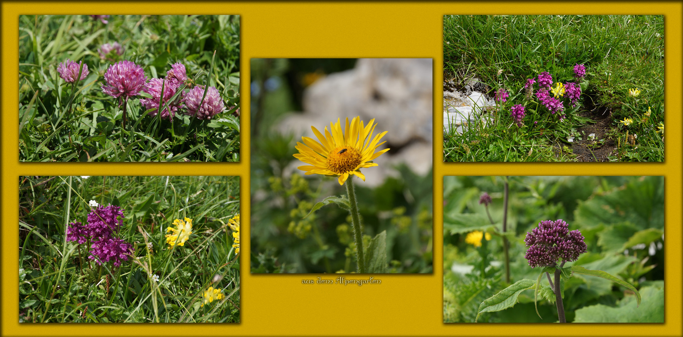 aus dem Alpengarten