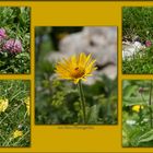 aus dem Alpengarten