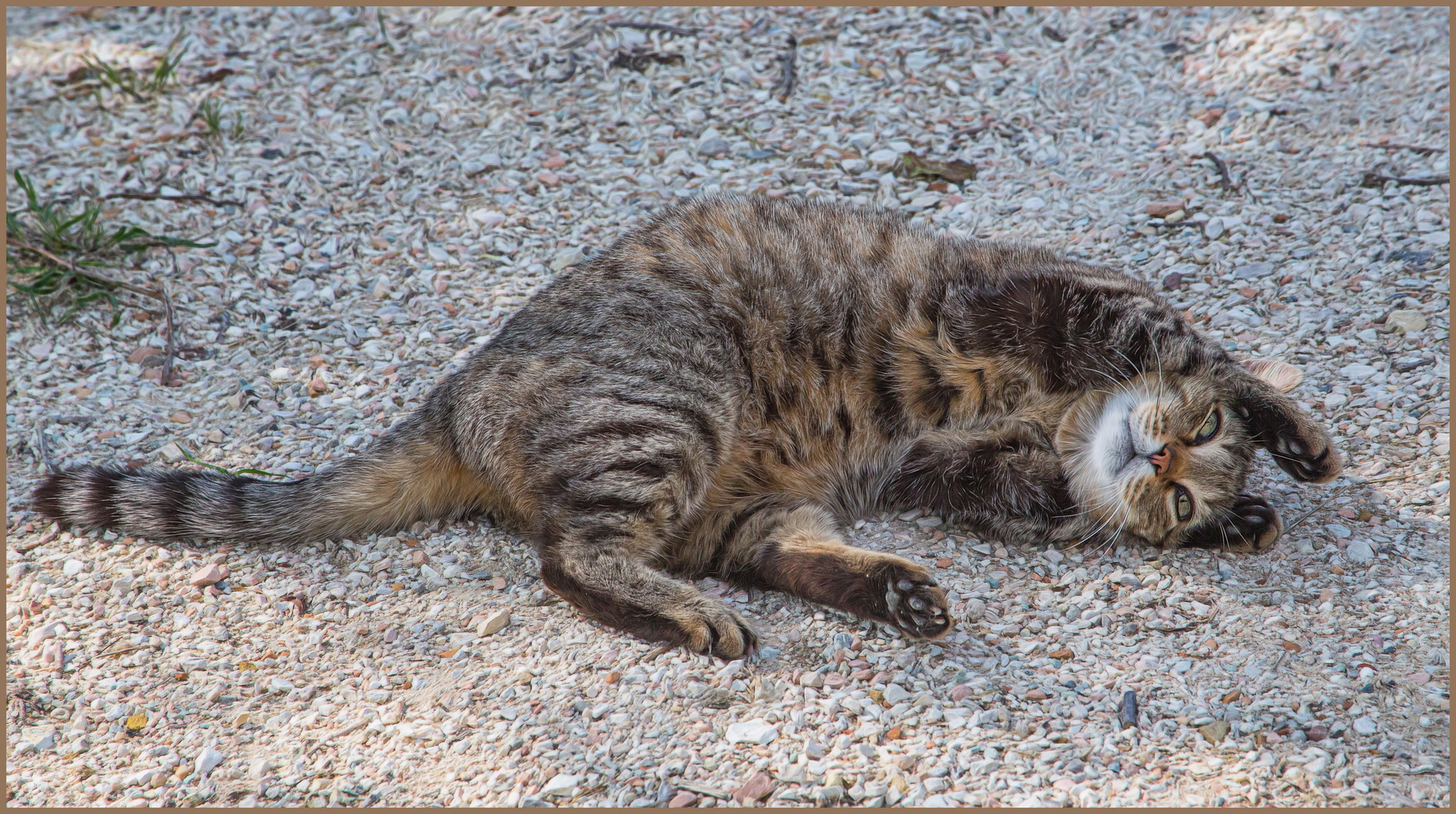 aus dem anstrengenden Leben einer Katze...