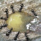 Aus dem Archiv: Ameisen bei der "Fütterung."