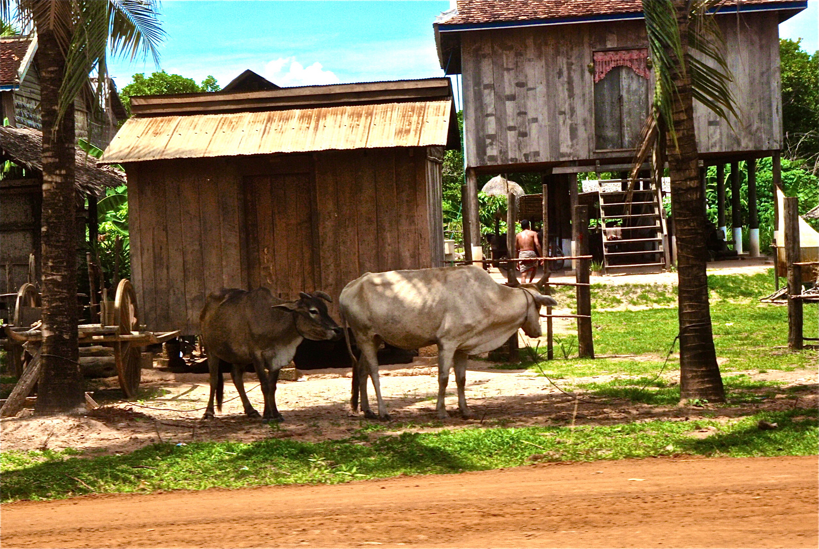 aus dem auto heraus VII, cambodia 2010