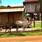 aus dem auto heraus VII, cambodia 2010