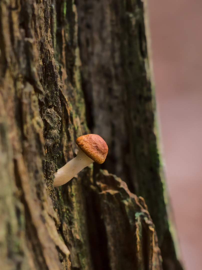 Aus dem Baum heraus