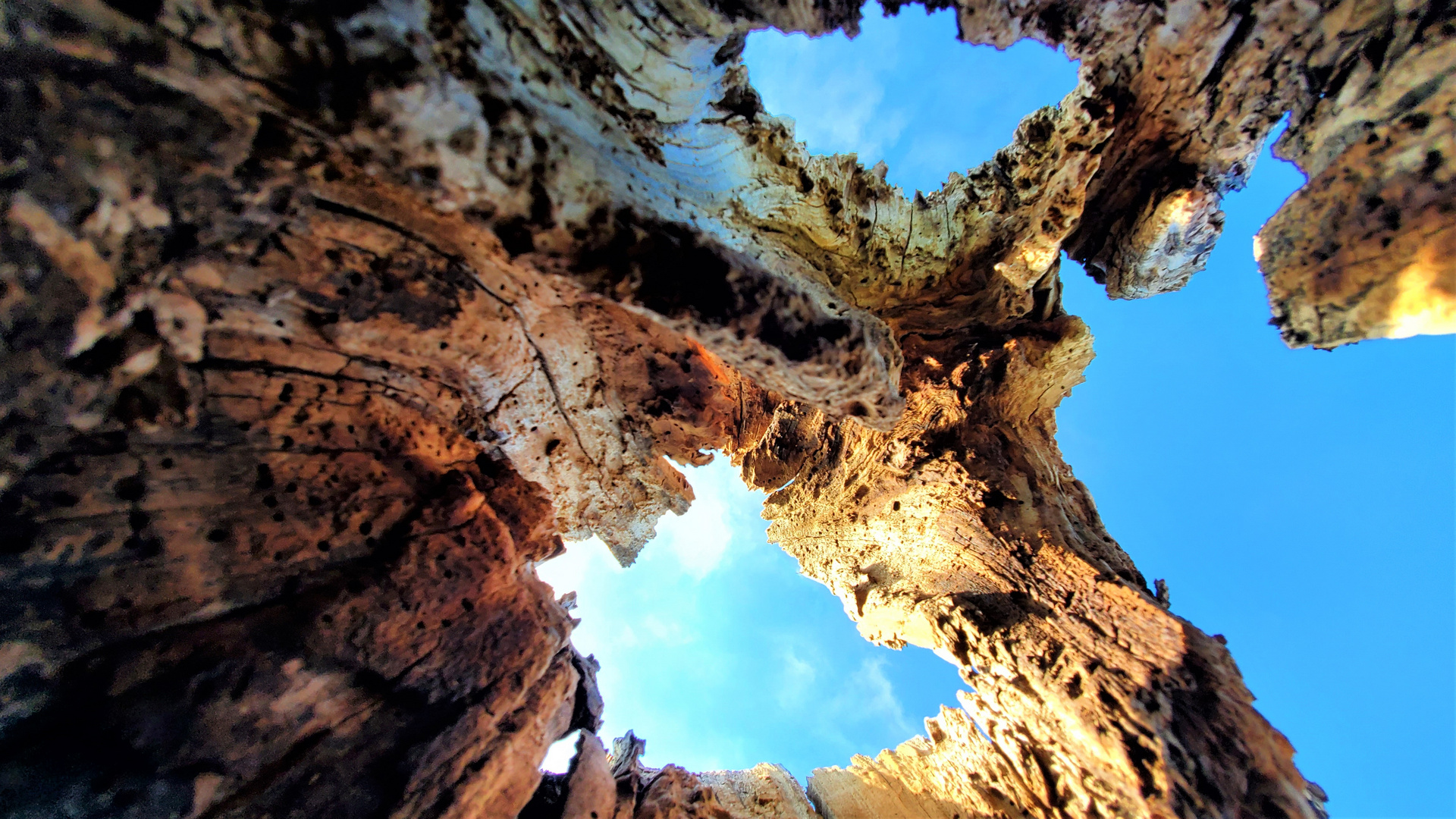 Aus dem Baum heraus