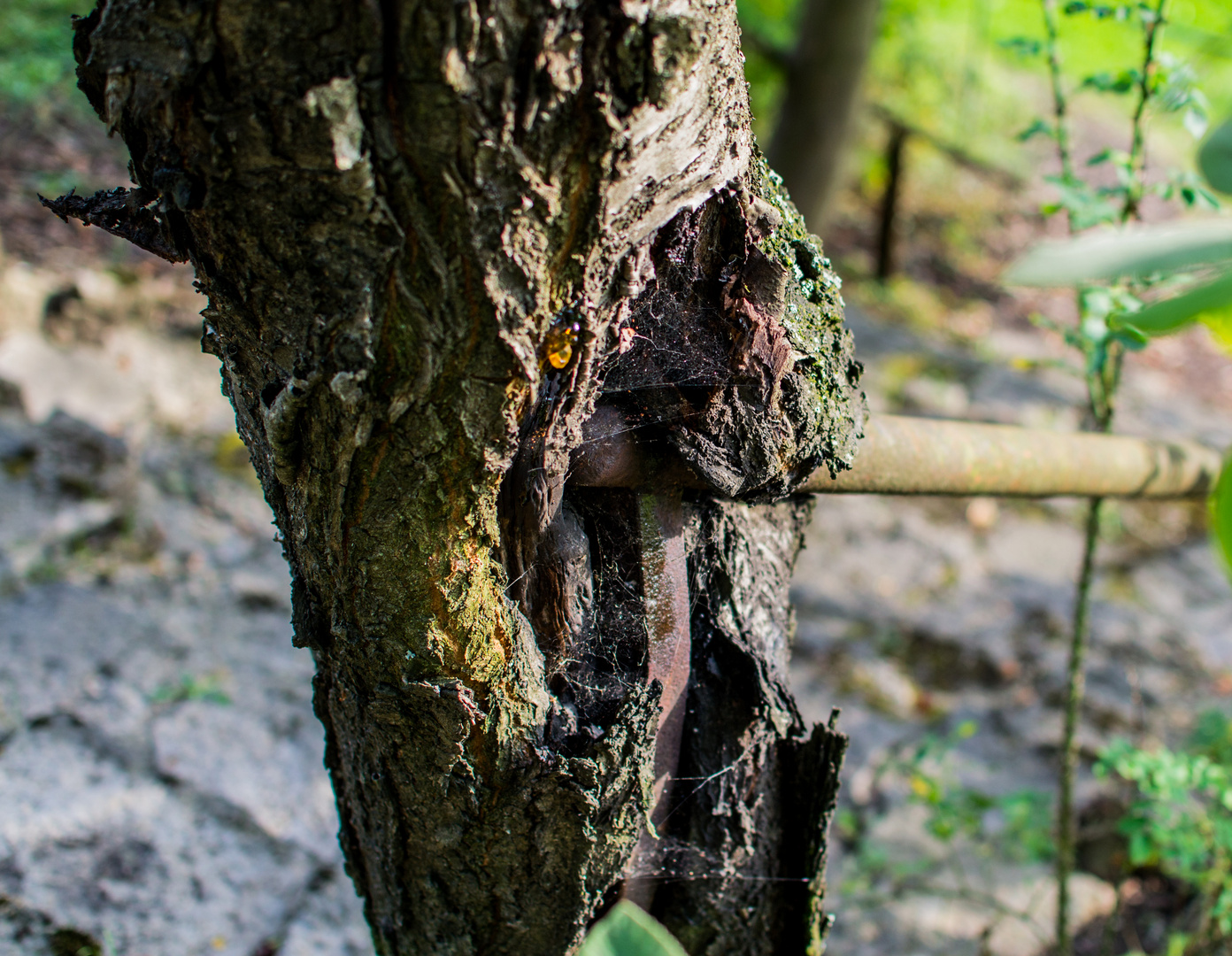 Aus dem Baum wächst ein Rohr