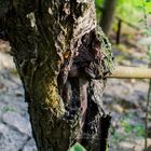 Aus dem Baum wächst ein Rohr