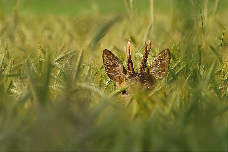 Aus dem Bilderbuch der Natur ...