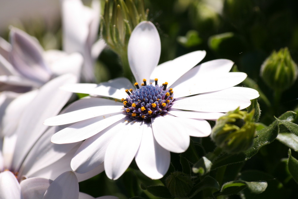 Aus dem Blumenkasten