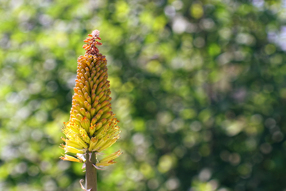 aus dem Bokeh gewachsen