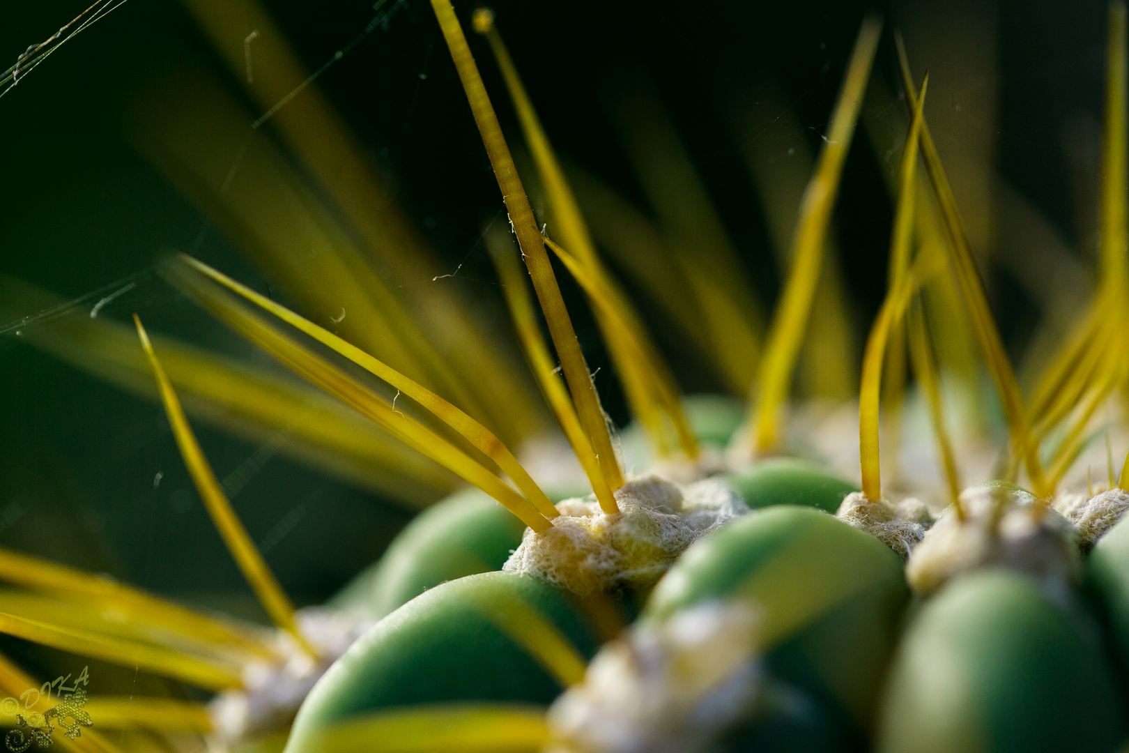 Aus dem Botanische Garten in Erlangen_1