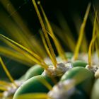 Aus dem Botanische Garten in Erlangen_1