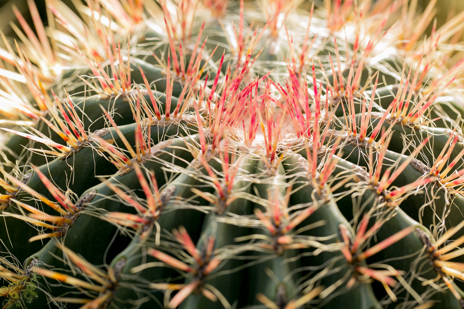 Aus dem Botanische Garten in Erlangen_7