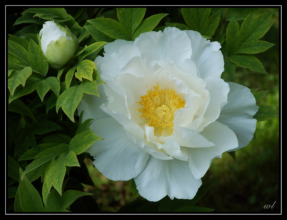 aus dem botanischen Garten