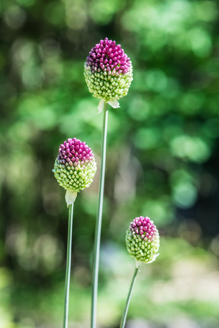 Aus dem botanischen Garten