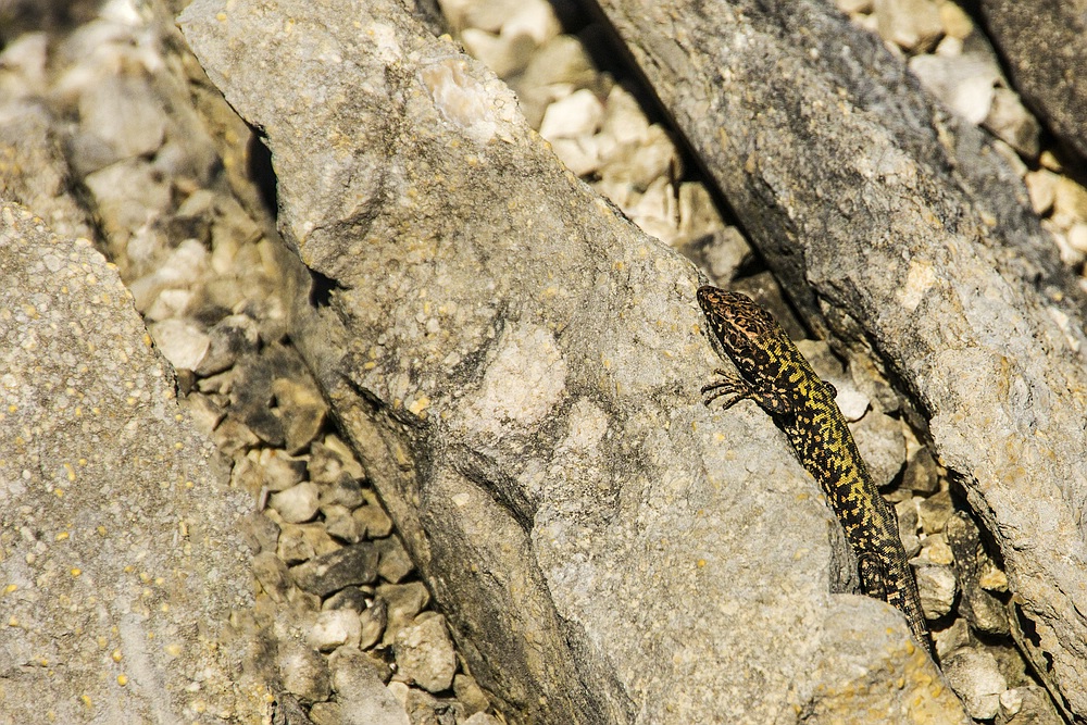 Aus dem Botanischen Garten