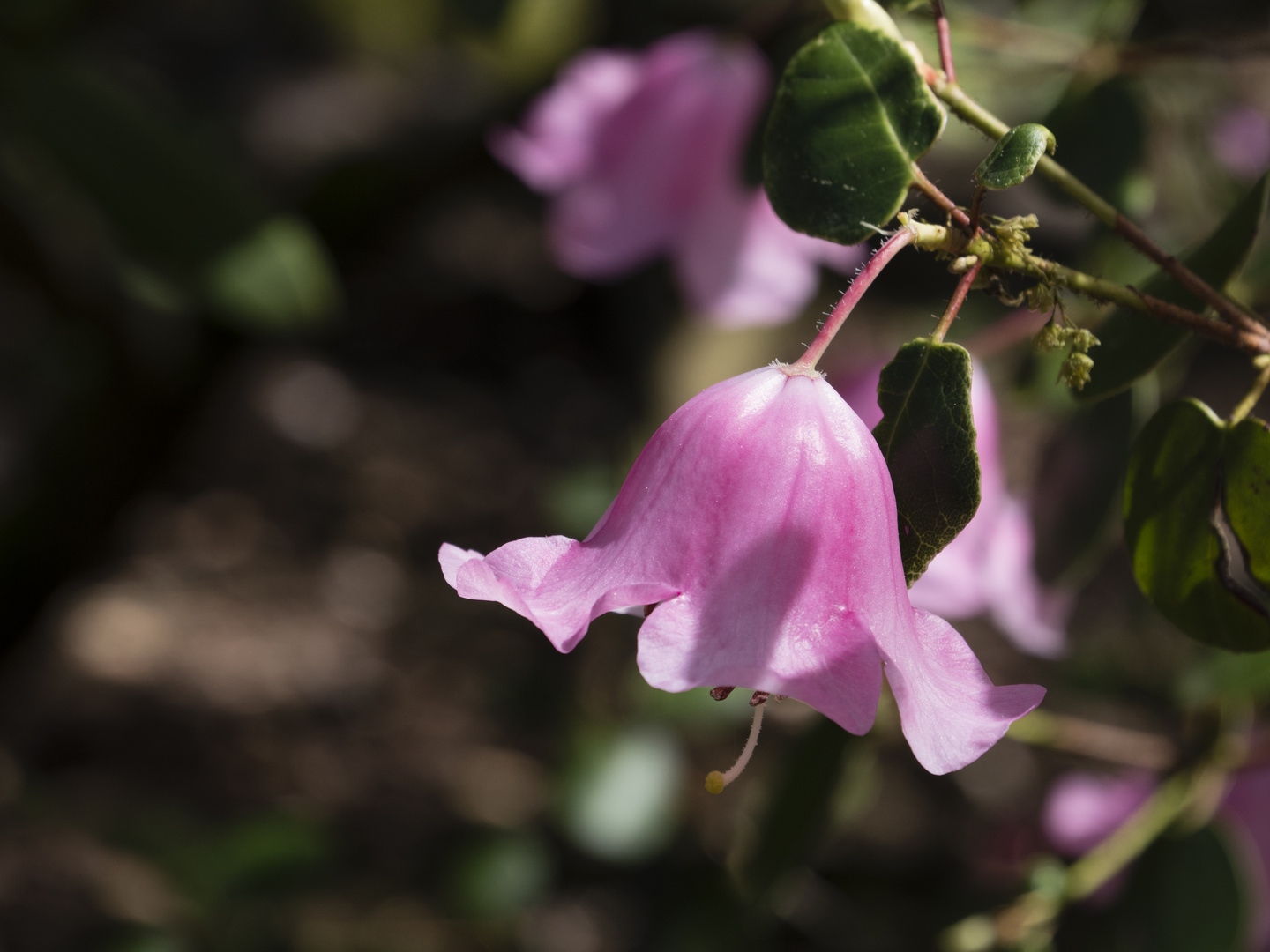 Aus dem Botanischen Garten I