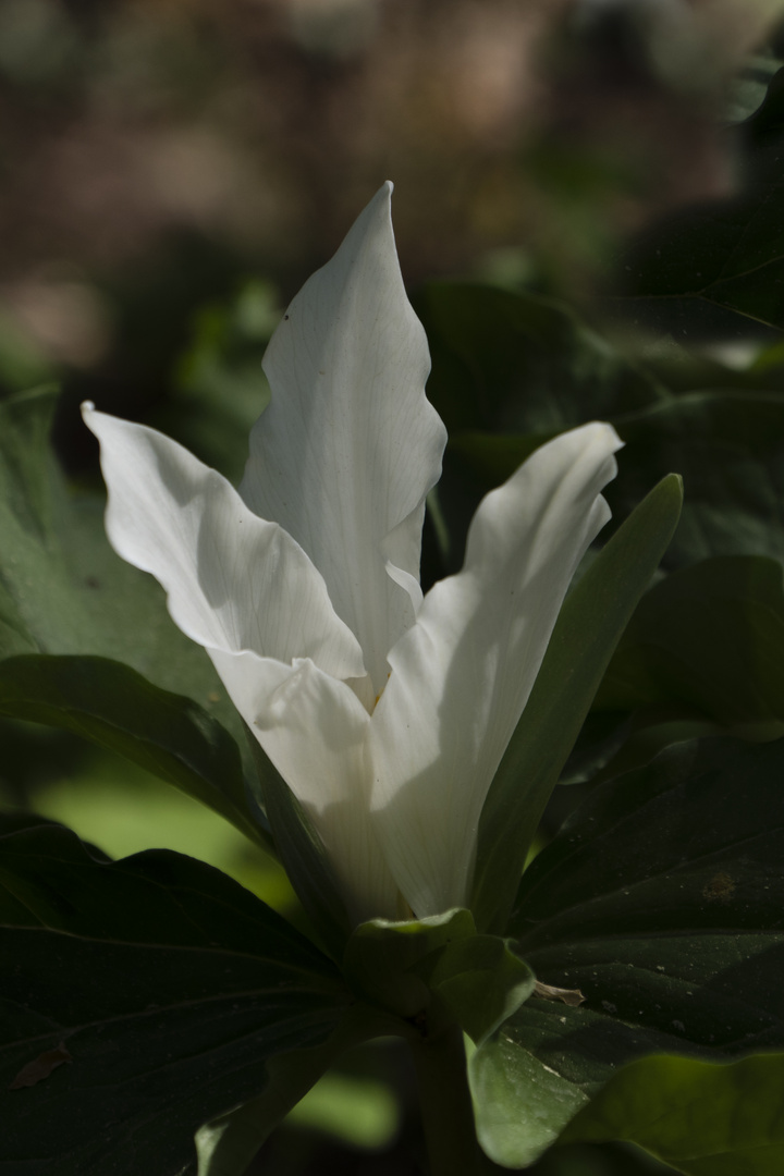 Aus dem Botanischen Garten II