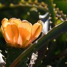 Aus dem botanischen Garten in Funchal #1