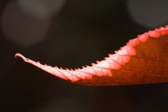 Aus dem botanischen Garten in Funchal #2