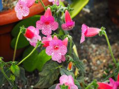 aus dem botanischen Garten-P3270025