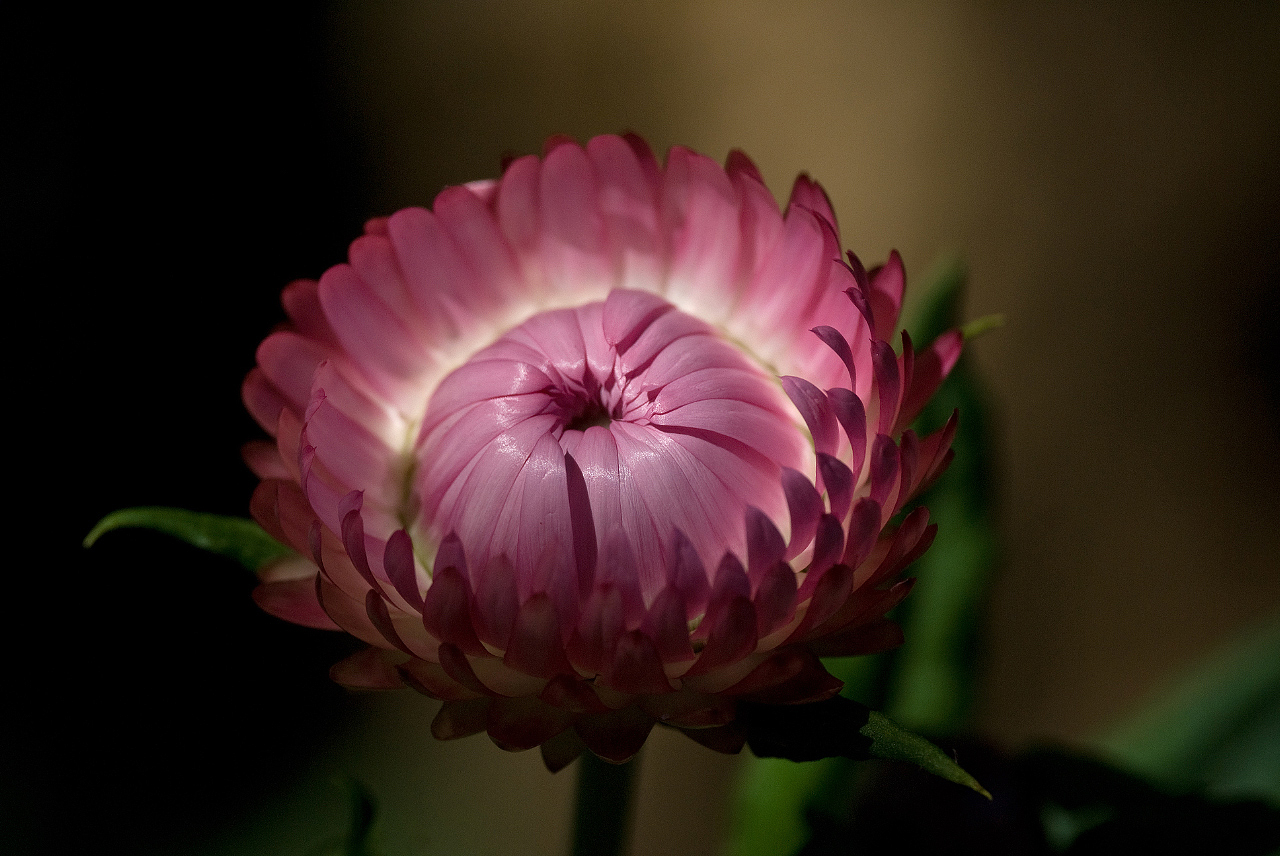 Aus dem botanischen Garten von Funchal #5