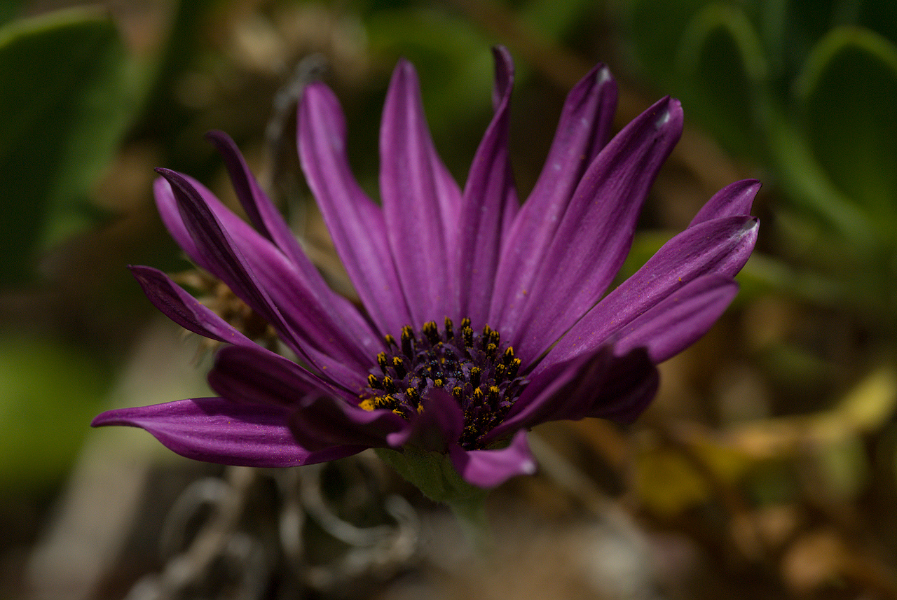 Aus dem botanischen Garten von Funchal #6