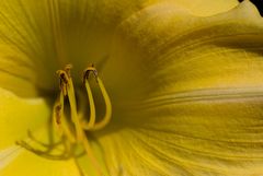 Aus dem Botanischen Garten von Funchal #7