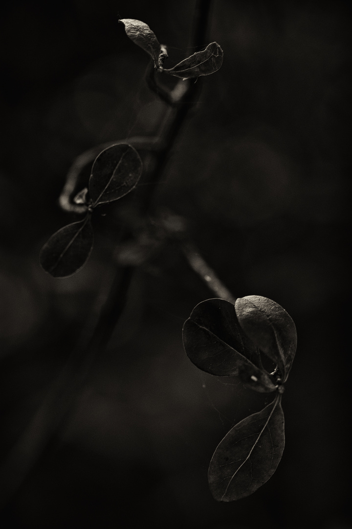 aus dem Dunkel Foto & Bild | fotokunst, monochrome fine ...